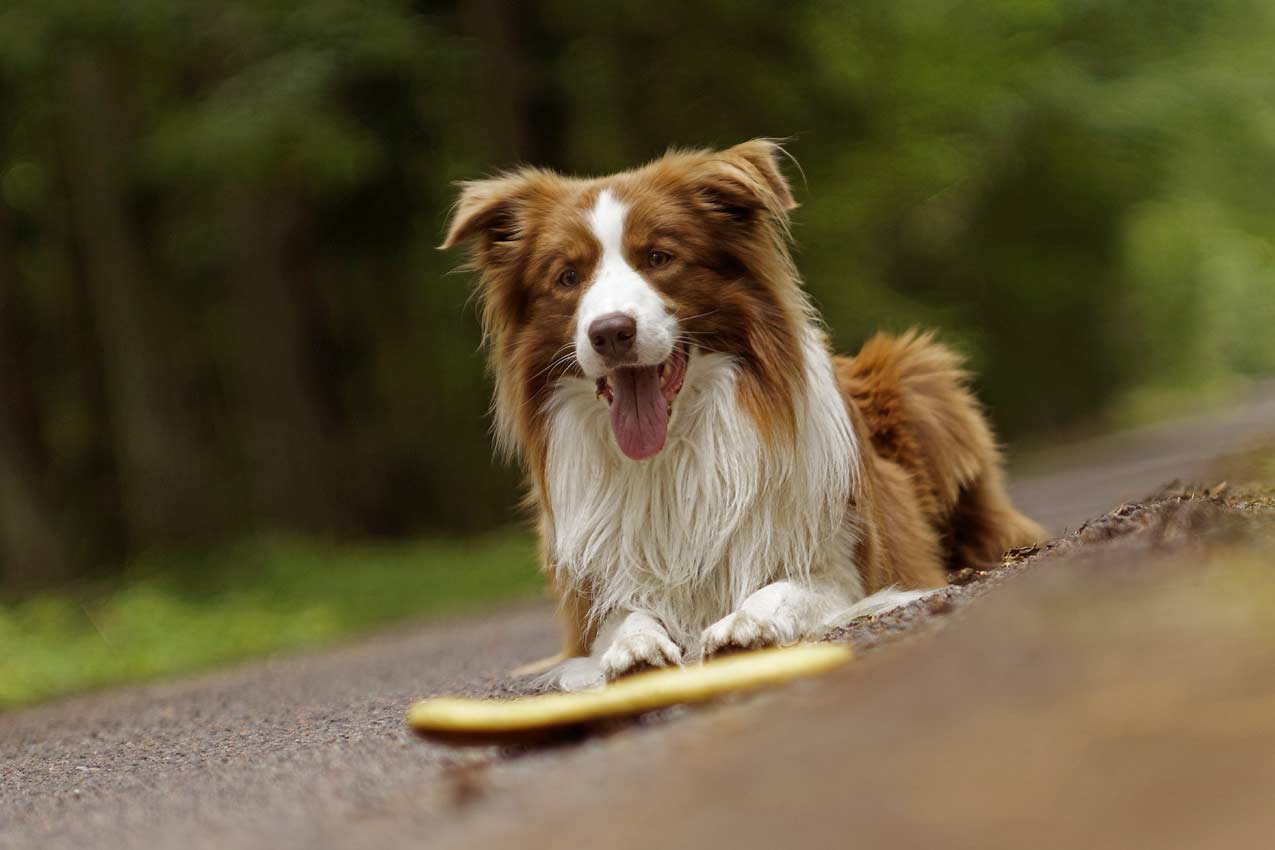 Whisky odpov s frisbee