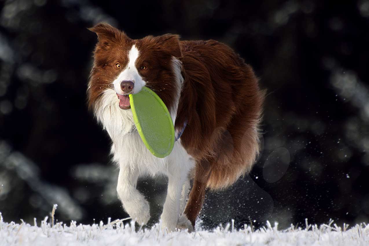 Whisky nese frisbee od lesa