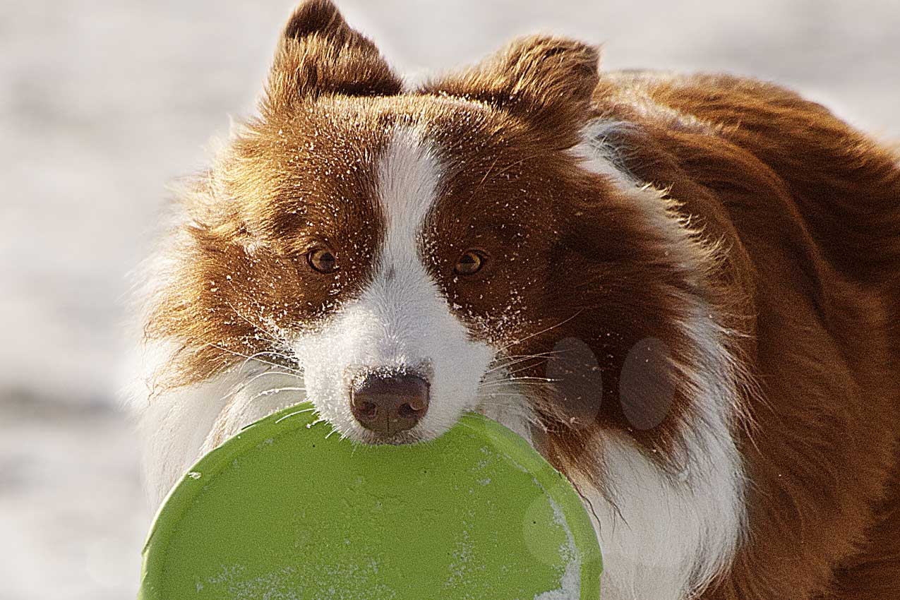 Whisky aportuje frisbee